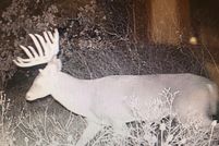 Property for sale in Callahan County, Texas