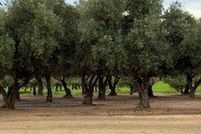 Property for sale in Merced County, California