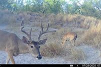 Farm Property for sale in McMullen County, Texas