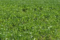 Property for sale in Arkansas County, Arkansas