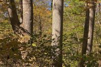 Property for sale in Orange County, North Carolina