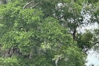 Undeveloped Land for sale in Alachua County, Florida