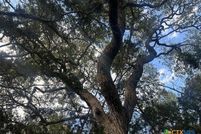 Undeveloped Land for sale in Comal County, Texas