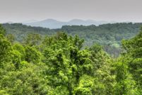 Undeveloped Land for sale in Fannin County, Georgia