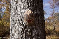 Property for sale in Carroll County, Mississippi