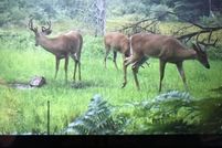 Property for sale in Osceola County, Michigan