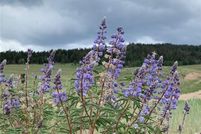 Property for sale in Park County, Colorado