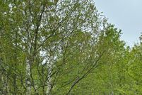 Undeveloped Land for sale in Oneida County, Wisconsin