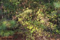 Undeveloped Land for sale in Henry County, Georgia