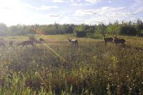 Undeveloped Land for sale in Presque Isle County, Michigan