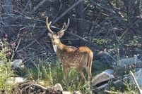 Farm Property for sale in Burnet County, Texas