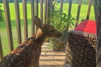 Lakefront Property for sale in Talladega County, Alabama