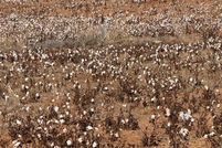 Undeveloped Land for sale in Scurry County, Texas