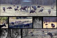 Property for sale in Yalobusha County, Mississippi