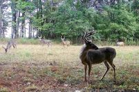 Timberland Property for sale in Panola County, Mississippi