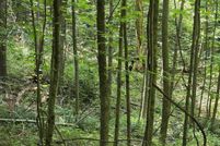 Property for sale in Trigg County, Kentucky