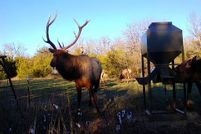 Property for sale in Coal County, Oklahoma