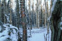 Property for sale in Matanuska-Susitna Borough, Alaska