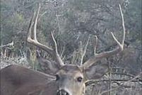 Undeveloped Land for sale in Schleicher County, Texas