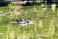 Property for sale in Maricopa County, Arizona