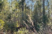 Property for sale in Brantley County, Georgia