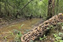 Lakefront Property for sale in Covington County, Mississippi