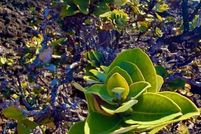 Property for sale in Hawaii County, Hawaii