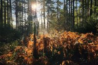 Undeveloped Land for sale in Mason County, Washington