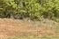 Undeveloped Land for sale in Chambers County, Alabama