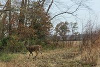 Undeveloped Land for sale in White County, Illinois