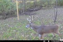 Undeveloped Land for sale in Edgar County, Illinois