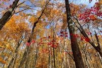 Timberland Property for sale in Sussex County, New Jersey