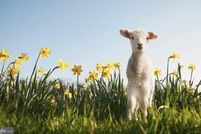 Farm Property for sale in Kent County, Delaware