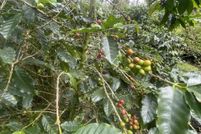 Farm Property for sale in Hawaii County, Hawaii