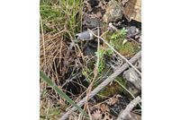 Timberland Property for sale in Klickitat County, Washington