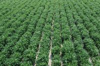 Timberland Property for sale in DeSoto County, Mississippi