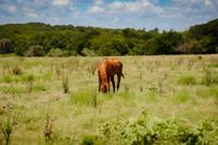 Timberland Property for sale in Ellis County, Texas