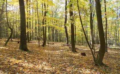 130.07 acres, BURNT CABINS, PA, Property ID: 641608 | Land ...