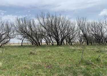 Page 1 For Joe Iley Has 35 Listings Listings For Sale In Texas