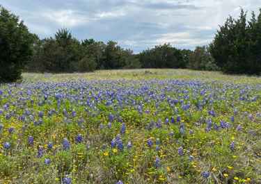 Page 1 For Cowtown Real Estate Has 23 Listings Listings For Sale In Texas