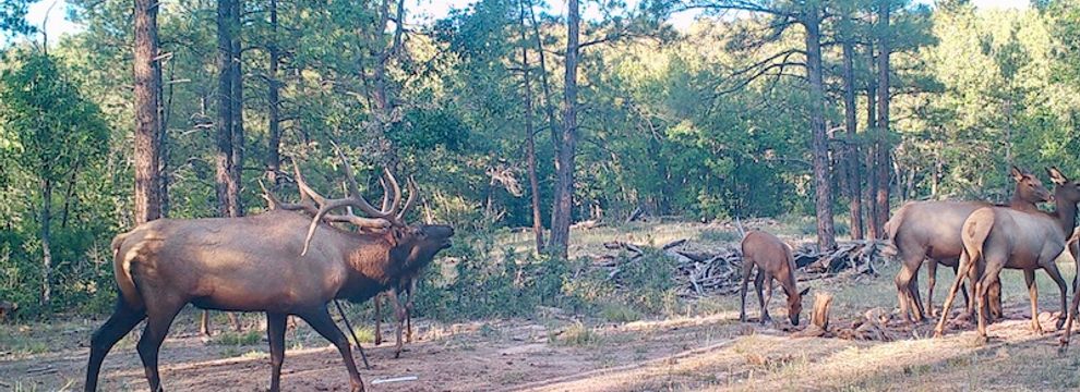 Ranch Property for sale in Cibola County, New Mexico