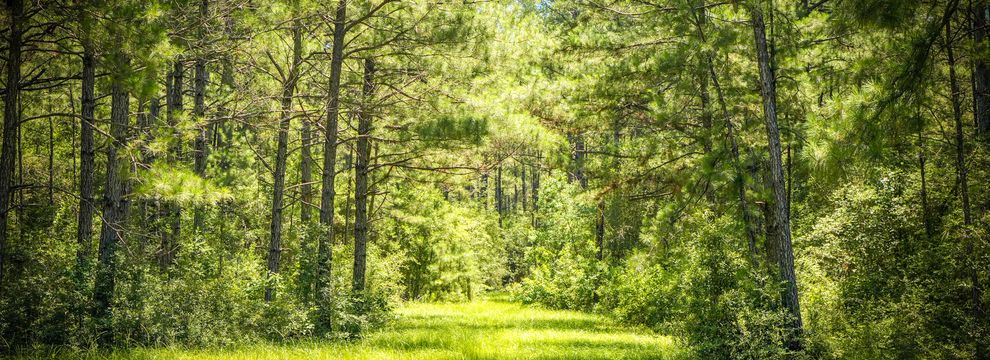 Timberland Property for sale in Tyler County, Texas