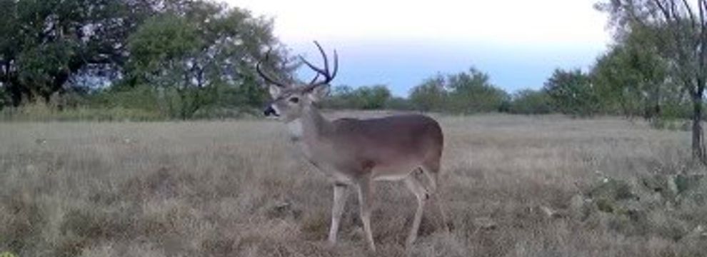 Undeveloped Land for sale in Mills County, Texas