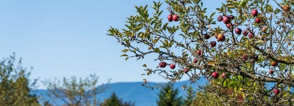 Ranch Property for sale in Greene County, New York