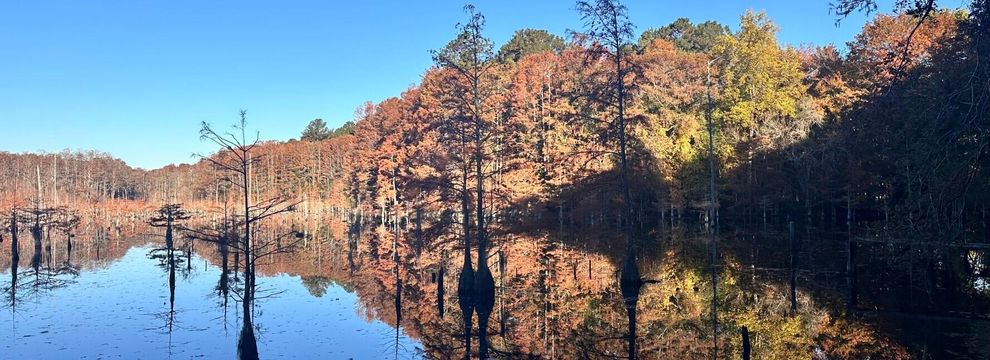 Hunting Land for sale in Darlington County, South Carolina