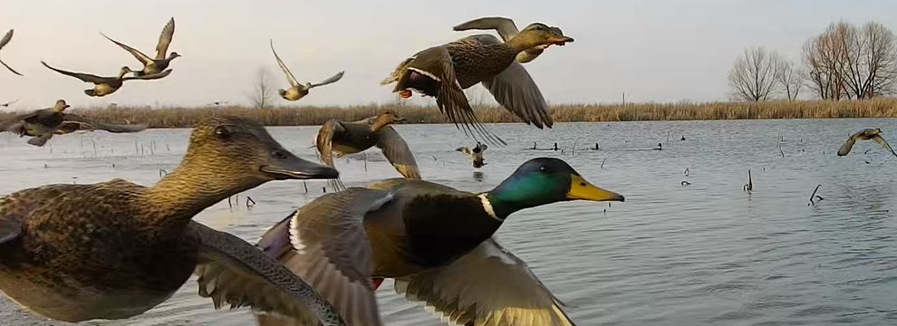 Property for sale in Prairie County, Arkansas