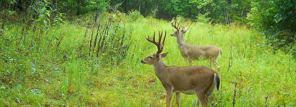 Property for sale in Coal County, Oklahoma