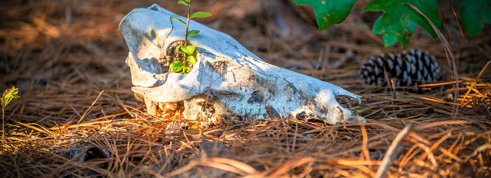 Hunting Land for sale in Houston County, Texas