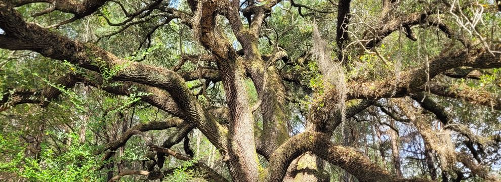 Farm Property for sale in Williamsburg County, South Carolina