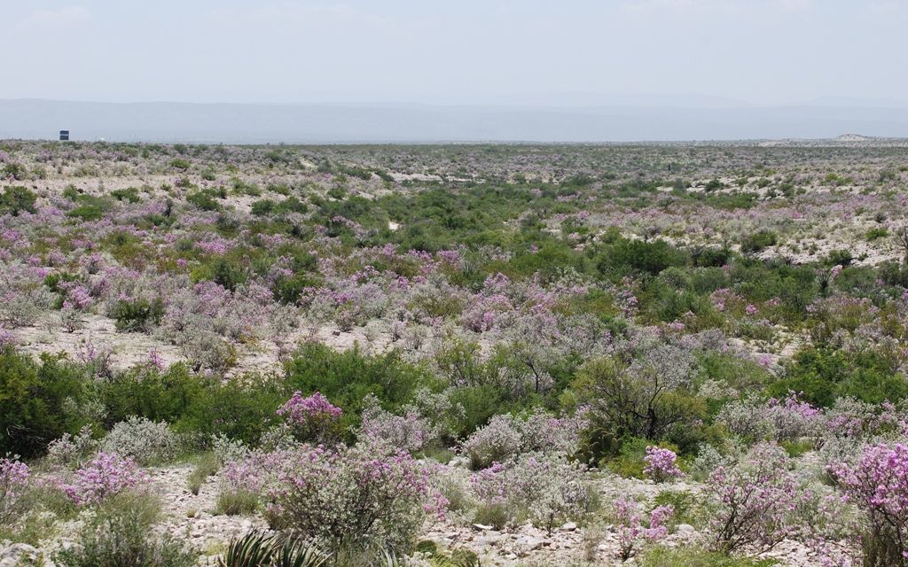 1618 acres, Sanderson, TX, Property ID 522777 Land and Farm